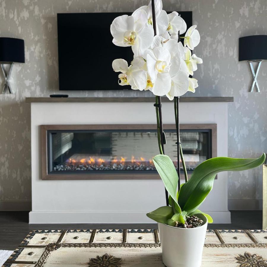 Boulevard Hotel Blackpool Dış mekan fotoğraf A white orchid in a living room